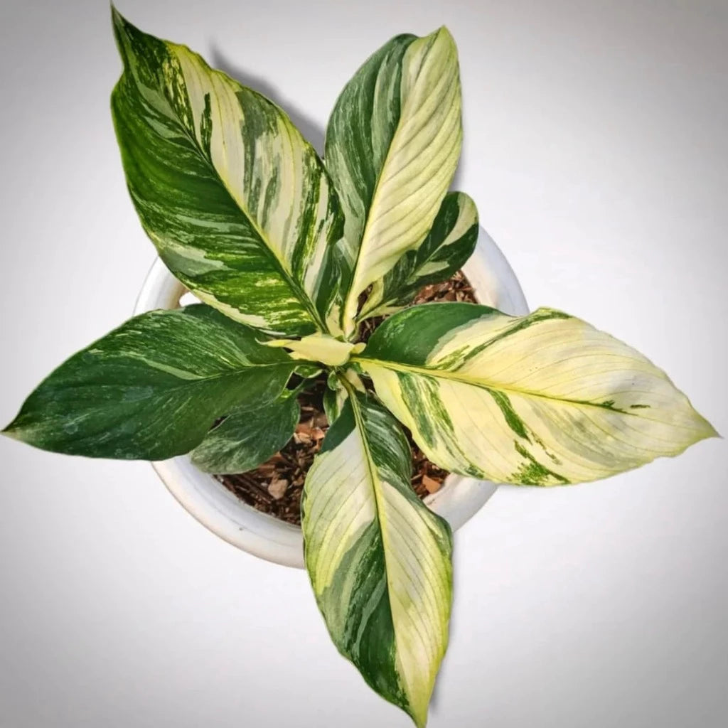 Spathiphyllum sensation variegated - 2