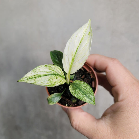 COLLECTOR PLANTS - SPATHIPHYLLUM SENSATION VARIEGATED - 2"