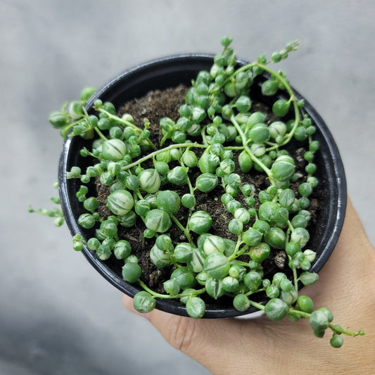 COLLECTOR PLANTS - STRING OF PEARLS VARIEGATED - 4"