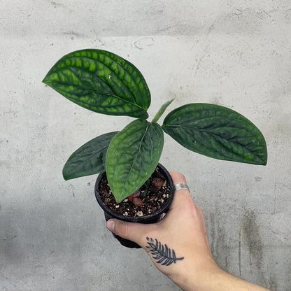 Monstera peru - 4"