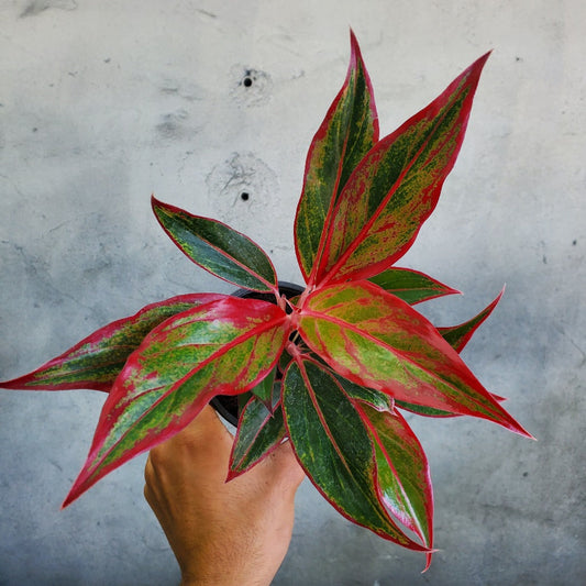 HOUSEPLANTS - AGLAONEMA SIAM - 4"