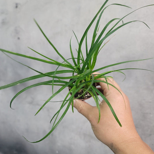 HOUSEPLANTS - BEAUCARNEA RECURVATA - 2"