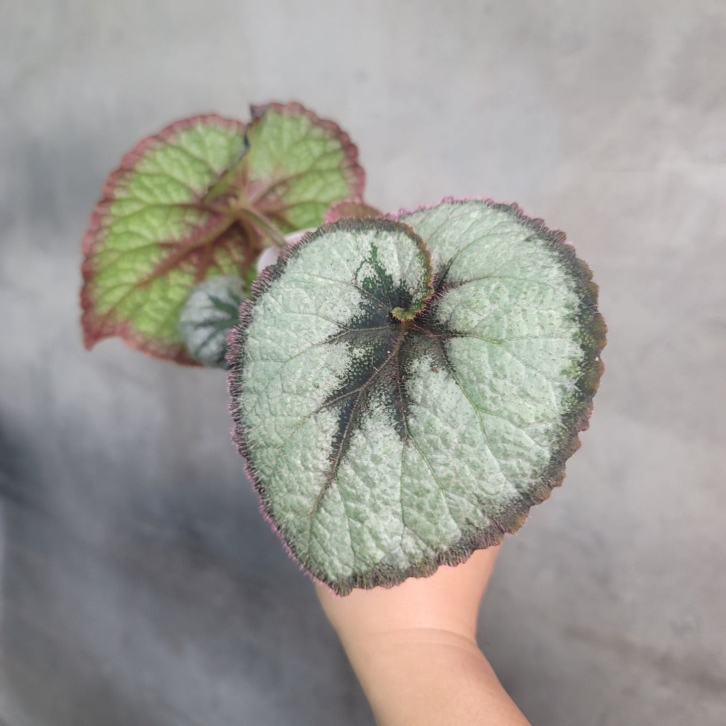 HOUSEPLANTS - BEGONIA ESCARGOT - 2"