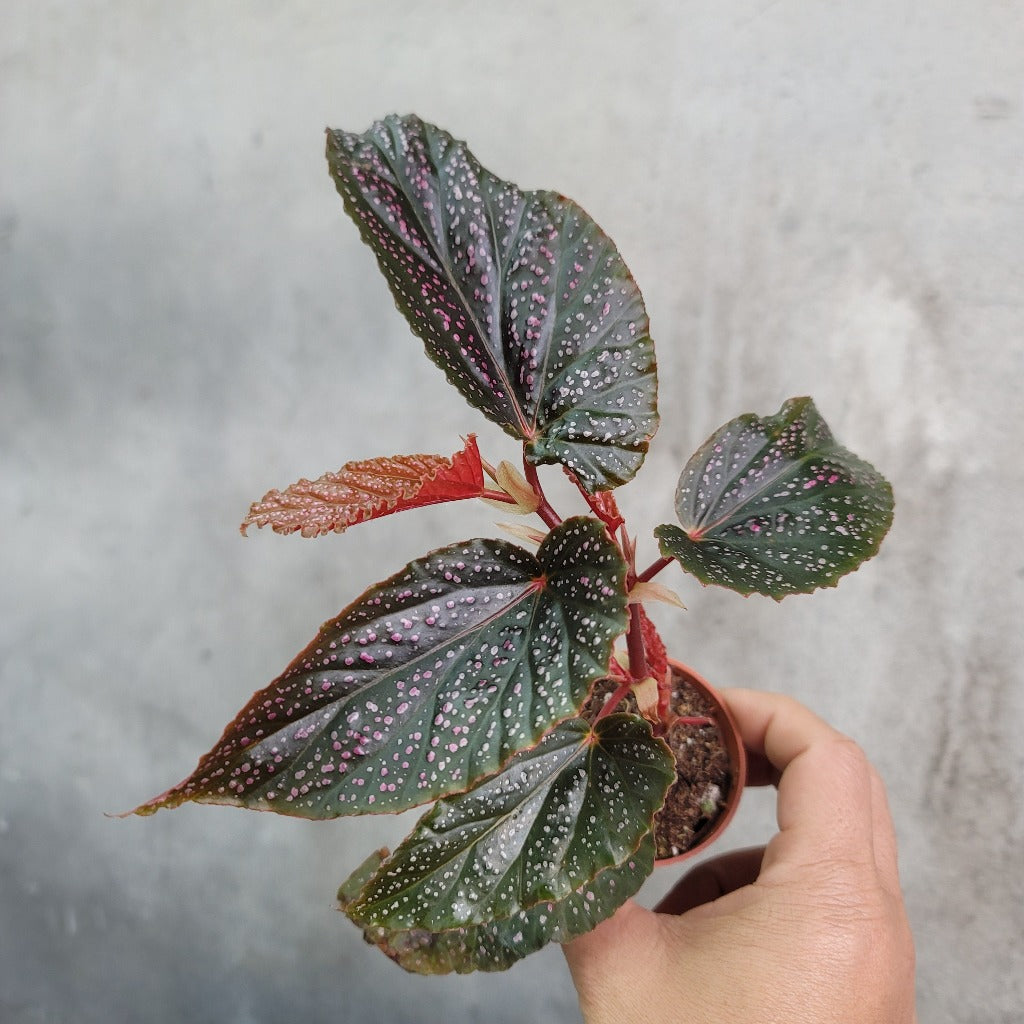 Begonia maculata pink spot - 2