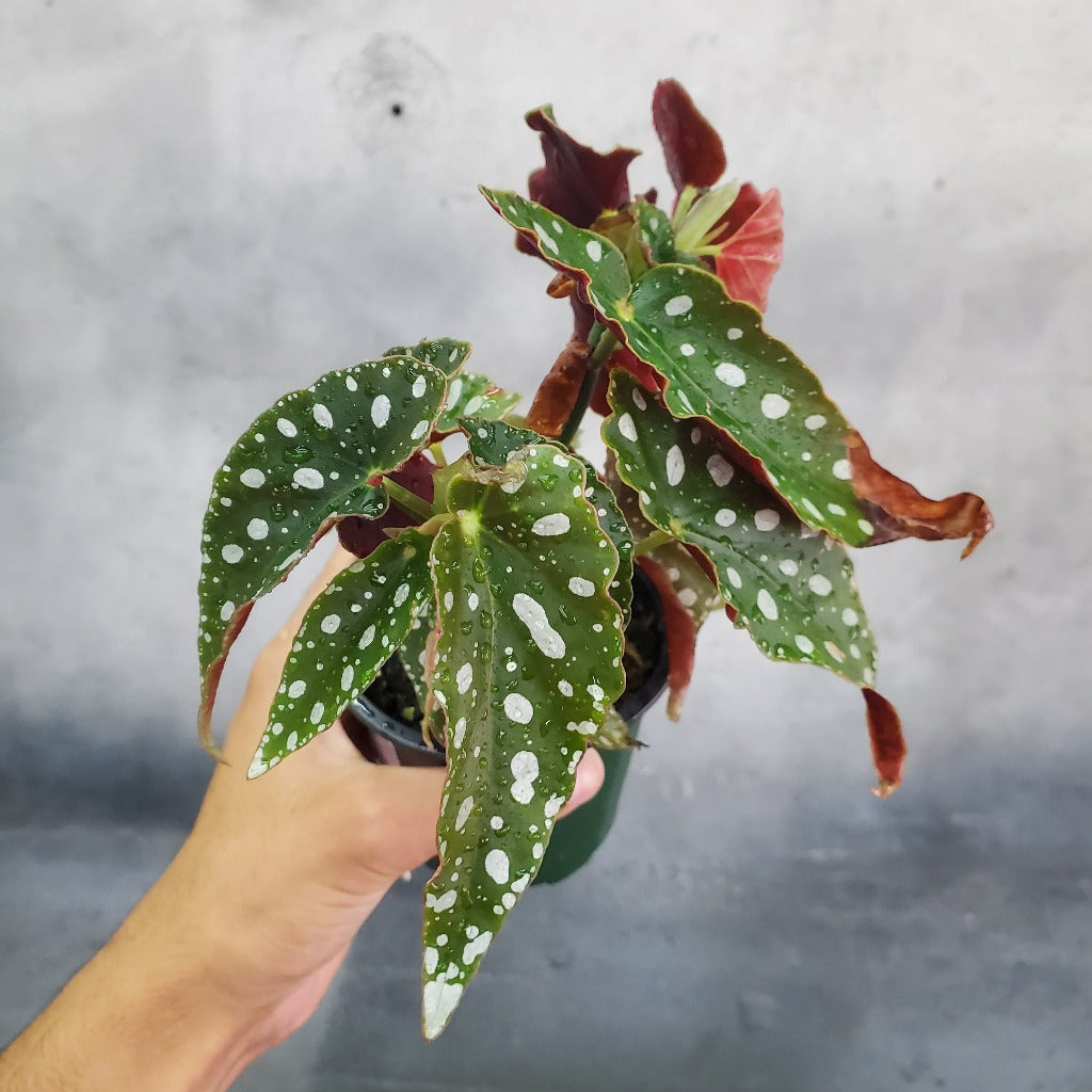 Begonia maculata wightii - 4