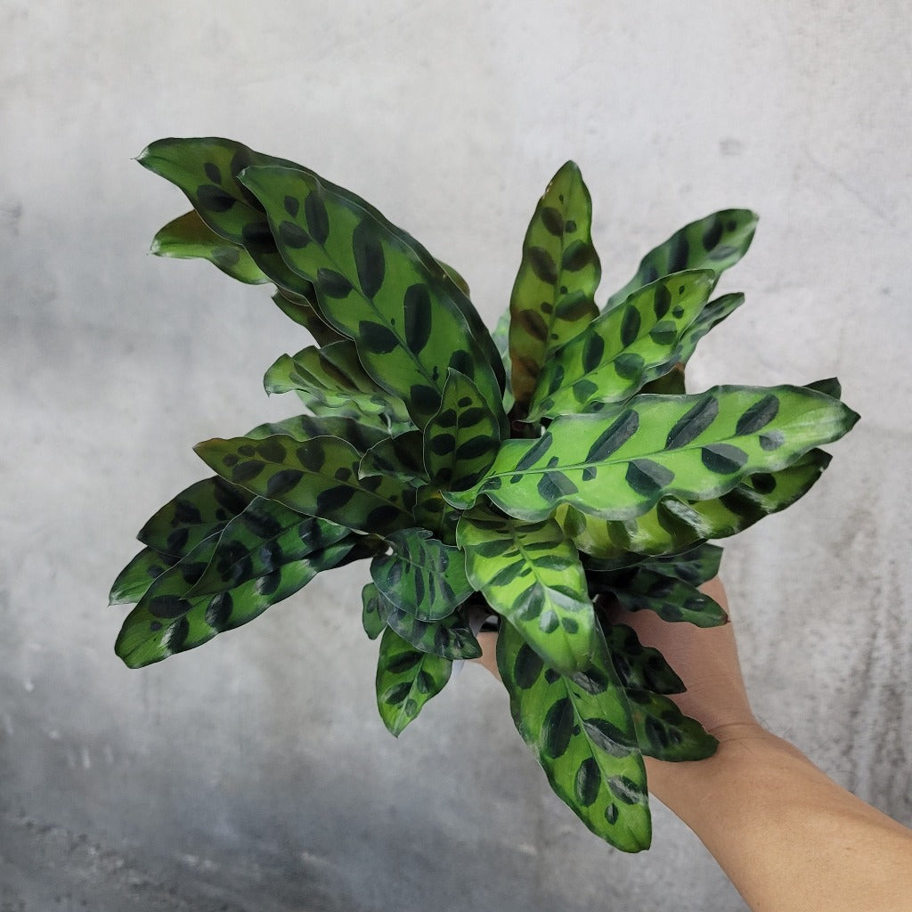 HOUSEPLANTS - CALATHEA LANCIFOLIA - 4"