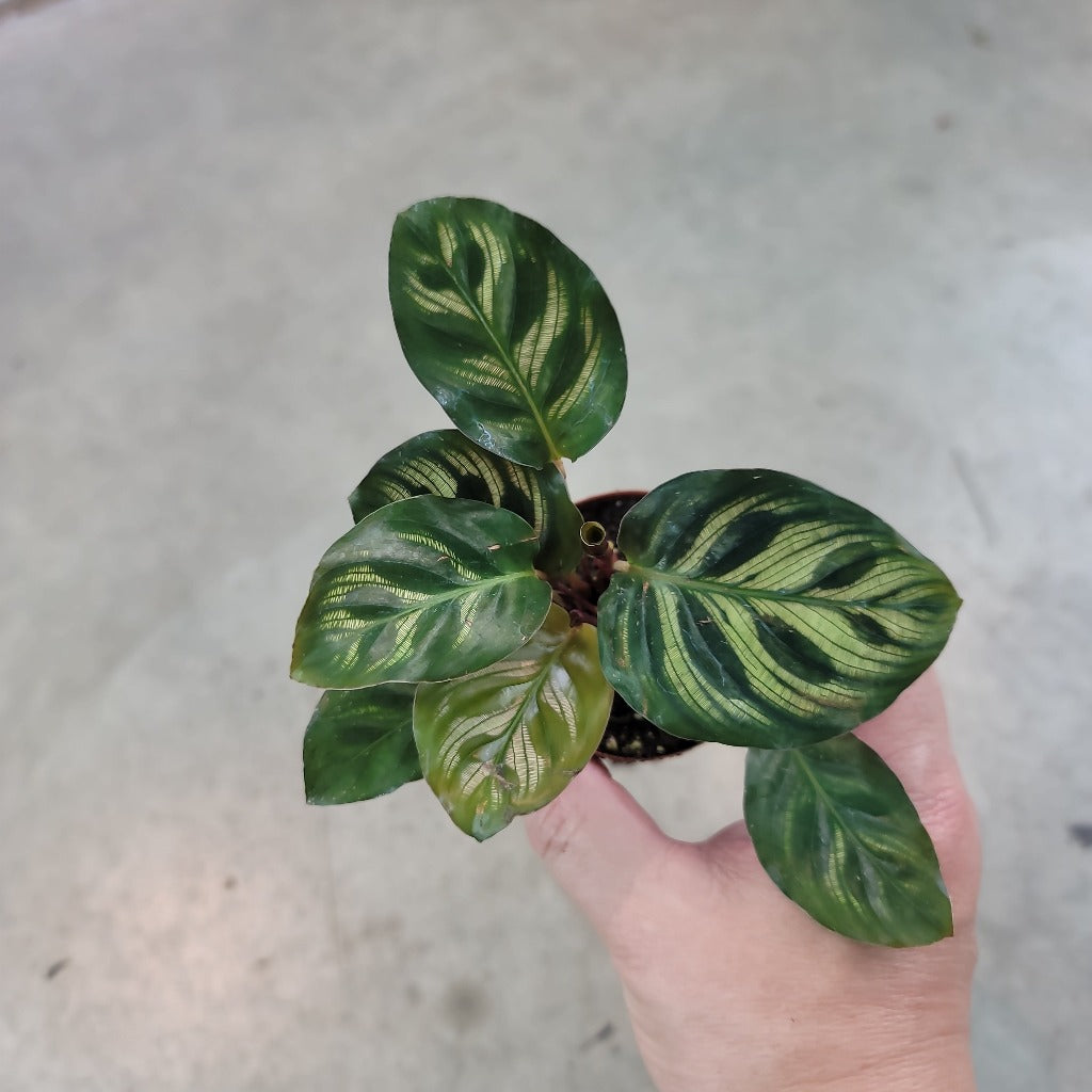 Calathea makoyana - 2.5