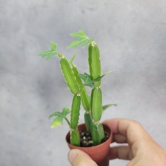 HOUSEPLANTS - CISSUS QUADRANGULARIS - 2"