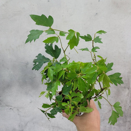 HOUSEPLANTS - CISSUS RHOMBIFOLIA - 4"