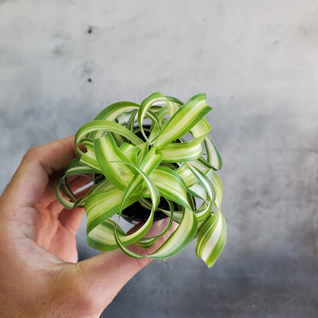 HOUSEPLANTS - CURLY SPIDER - BONNIE - 2"