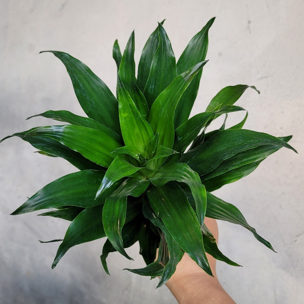 DRACAENA