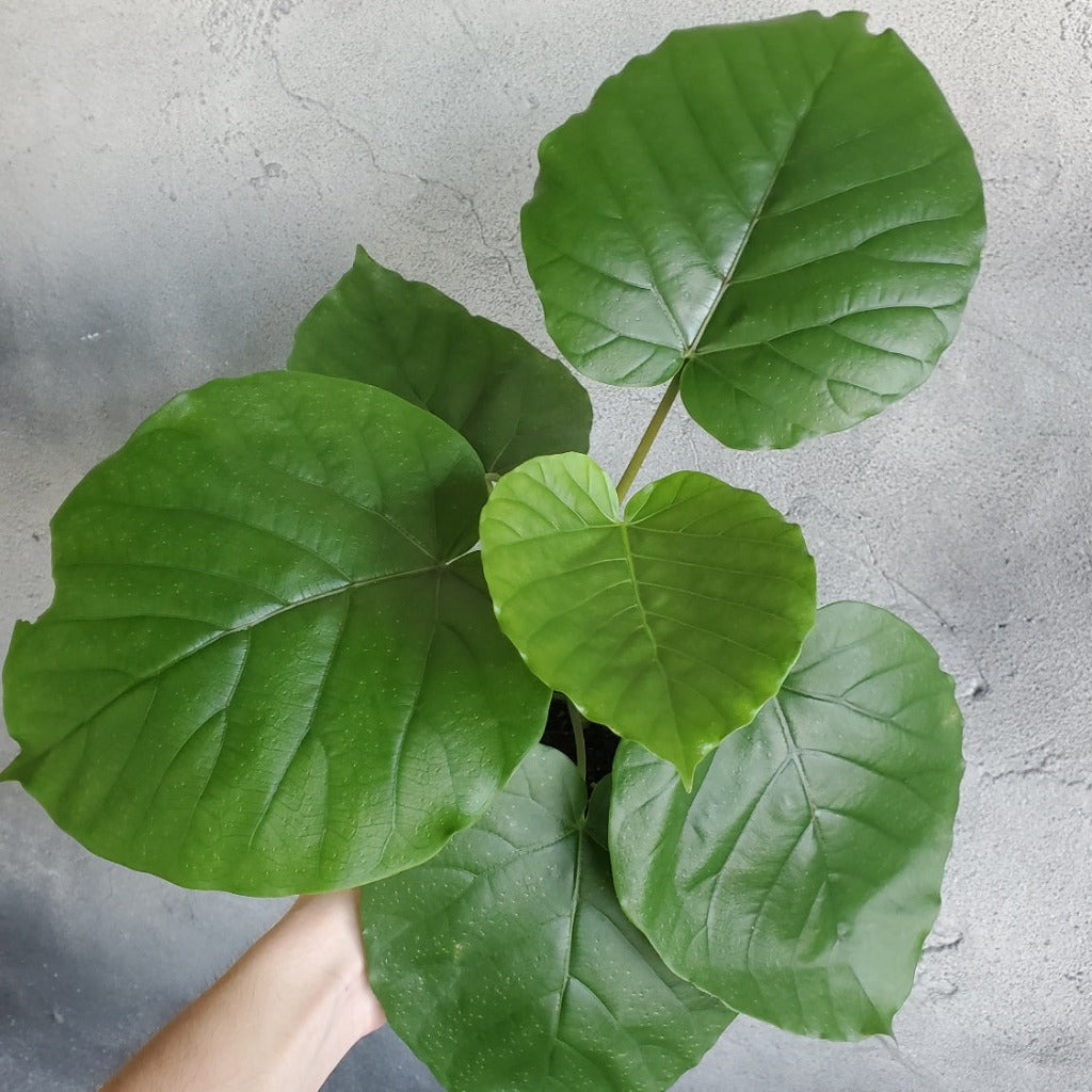 HOUSEPLANTS - FICUS UMBELLATA - 6"