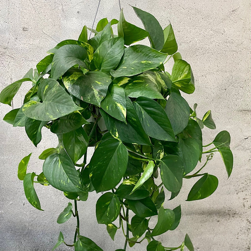 Epipremnum aureum - 6