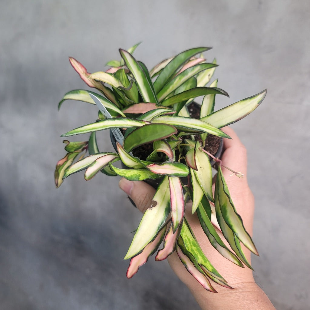 Hoya wayetii variegated - 6