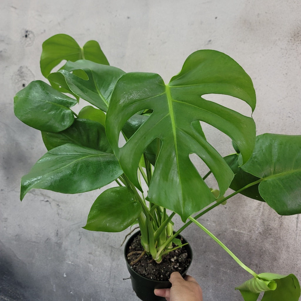 Monstera deliciosa - 6