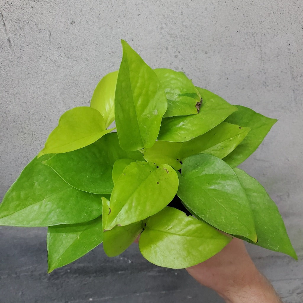 Epipremnum aureum 'Neon' - 4