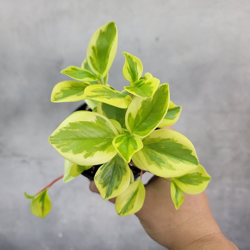 Peperomia glabella variegata - 4