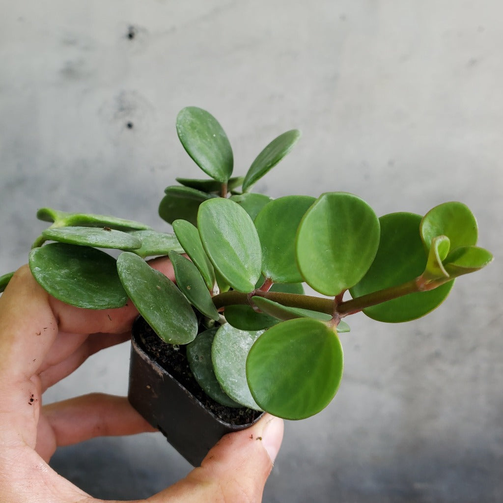 Peperomia hope - 2