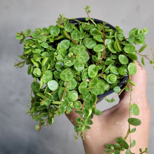 HOUSEPLANTS - PEPEROMIA PROSTRATA (STRING OF TURTLES) - 4"