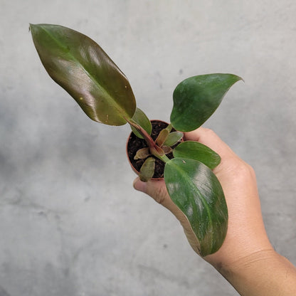 HOUSEPLANTS - PHILODENDRON BLACK CARDINAL - 2"