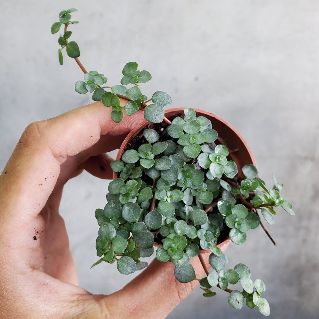 Pilea 'Silver Sparkle' - 2