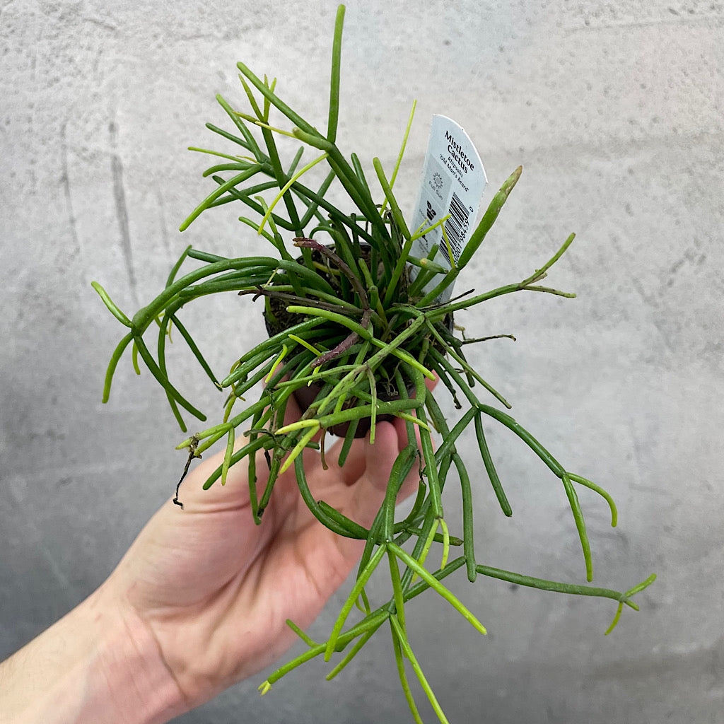 Rhipsalis assorted - 2