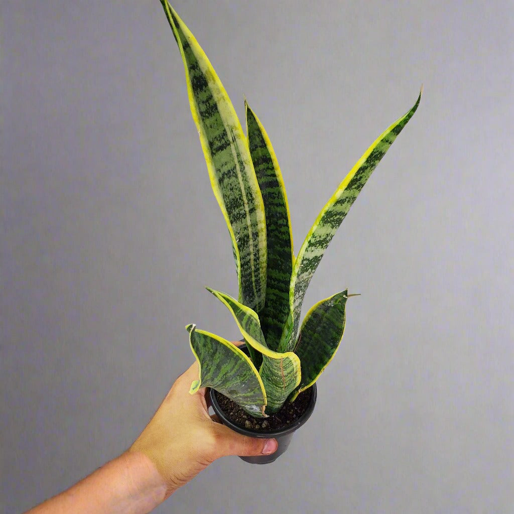 HOUSEPLANTS - SANSEVERIA LAURENTII - 4"
