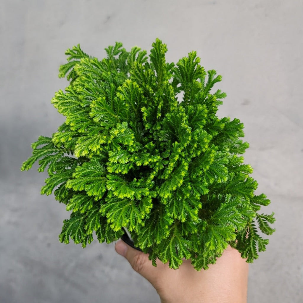 Selaginella tamariscina white tips - 4