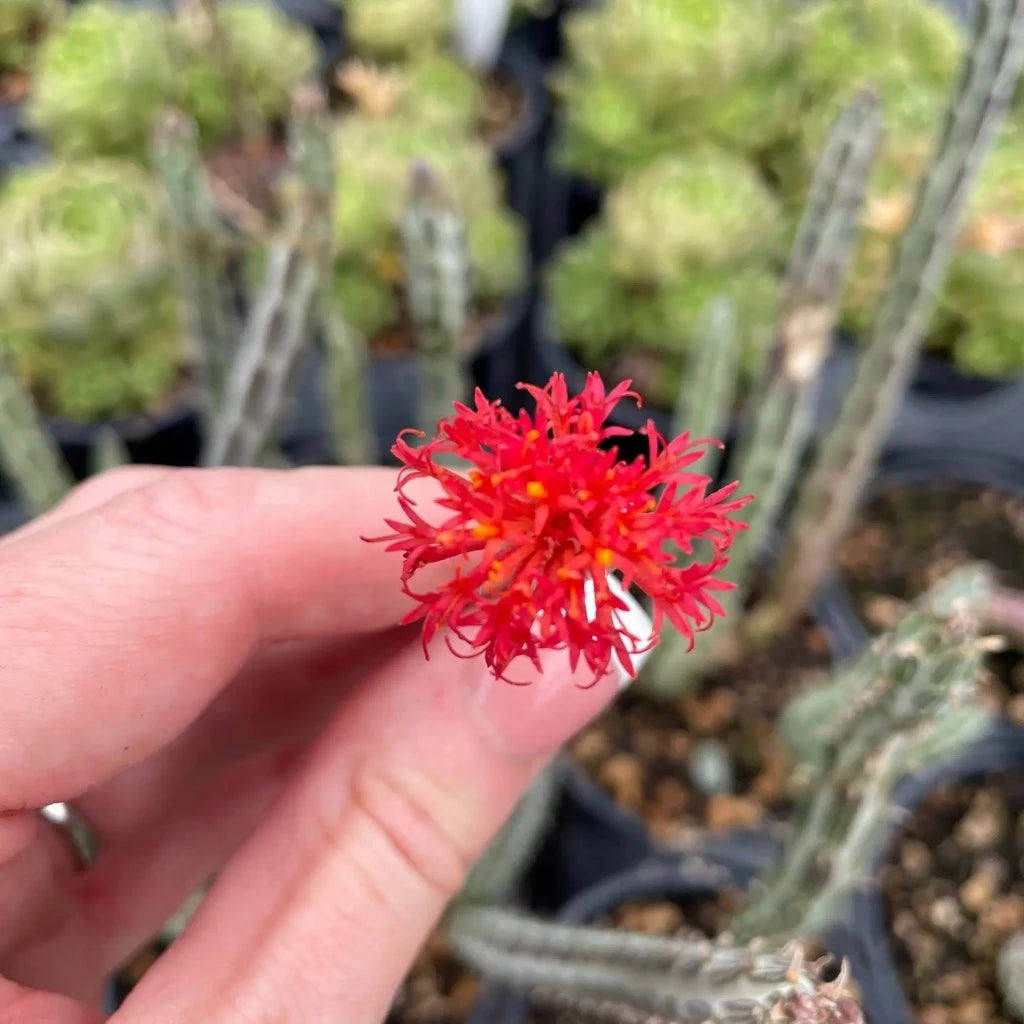 Senecio stapeliiformis - 2.5