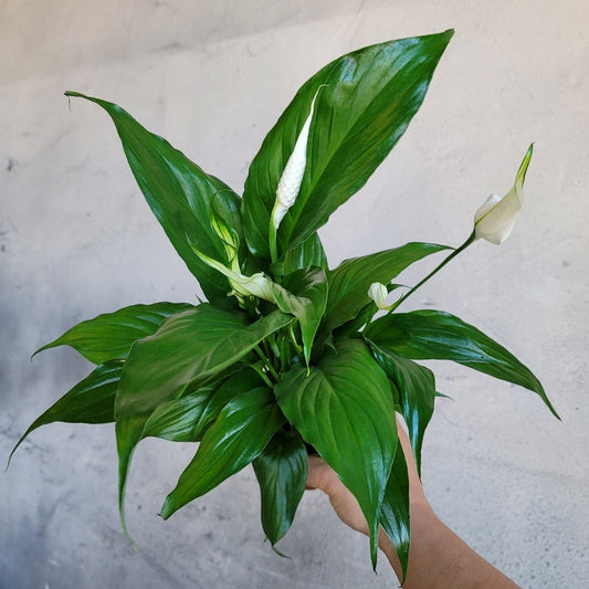 HOUSEPLANTS - SPATHIPHYLLUM PEACE LILY - 4"