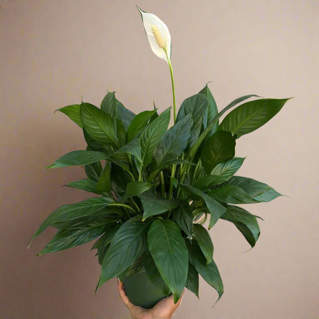 Spathiphyllum  - 8