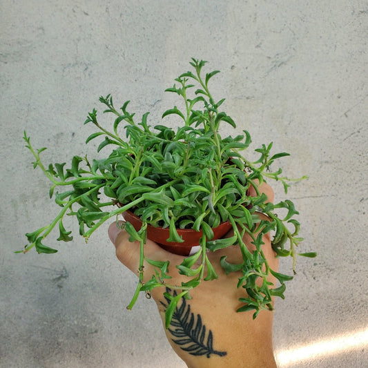 HOUSEPLANTS - STRING OF DOLPHINS SUCCULENT - 4"