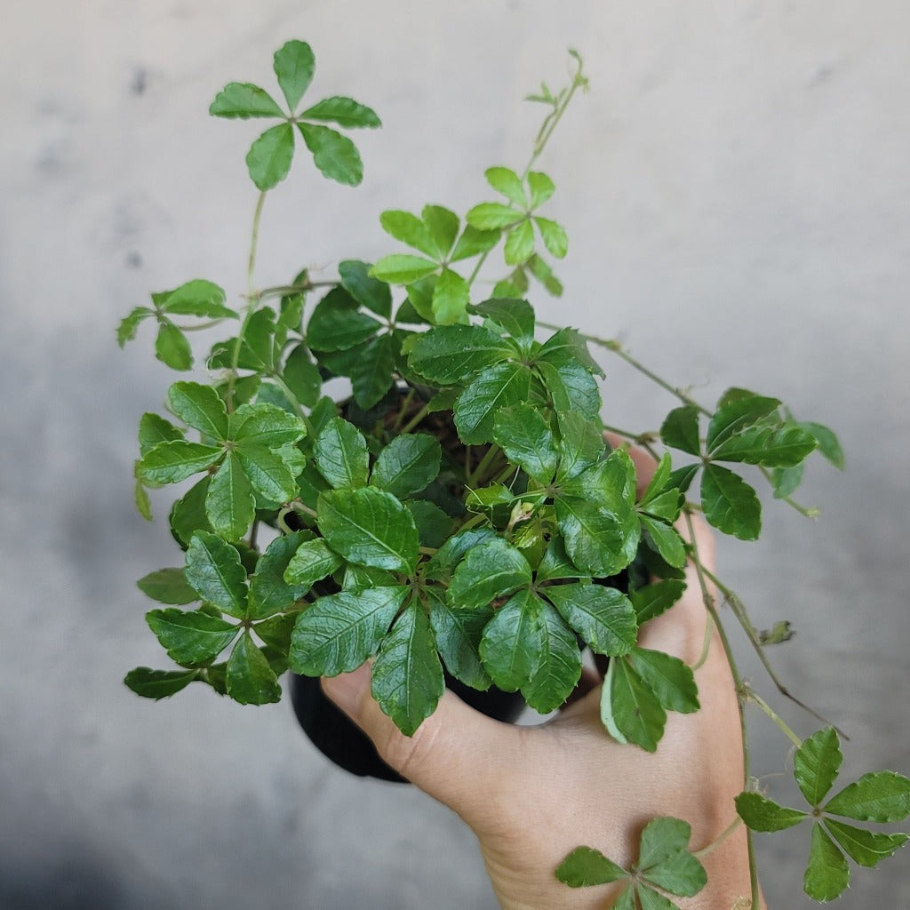 Parthenocissus striata - HB 4