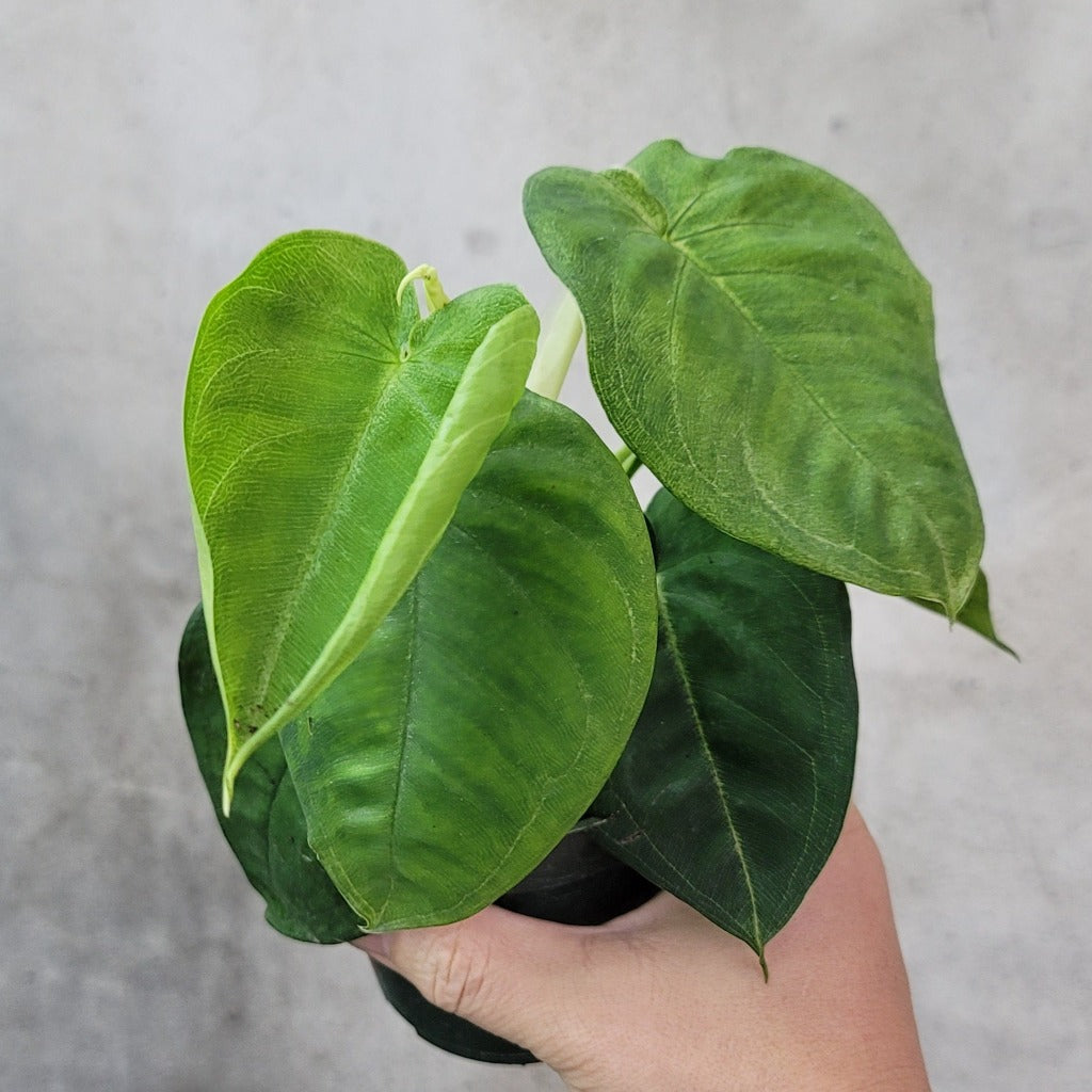 Syngonium macrophyllum 'Frosted Heart' - 4