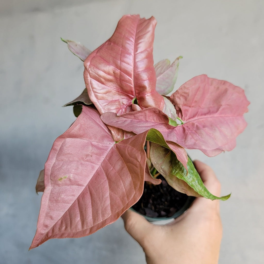 HOUSEPLANTS - SYNGONIUM PINK - 4"