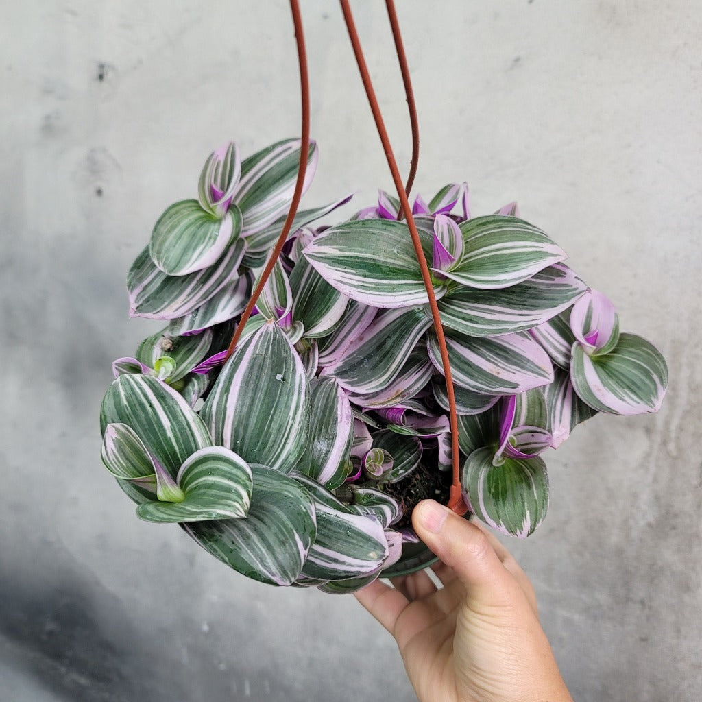 HOUSEPLANTS - TRADESCANTIA NANOUK - 6"