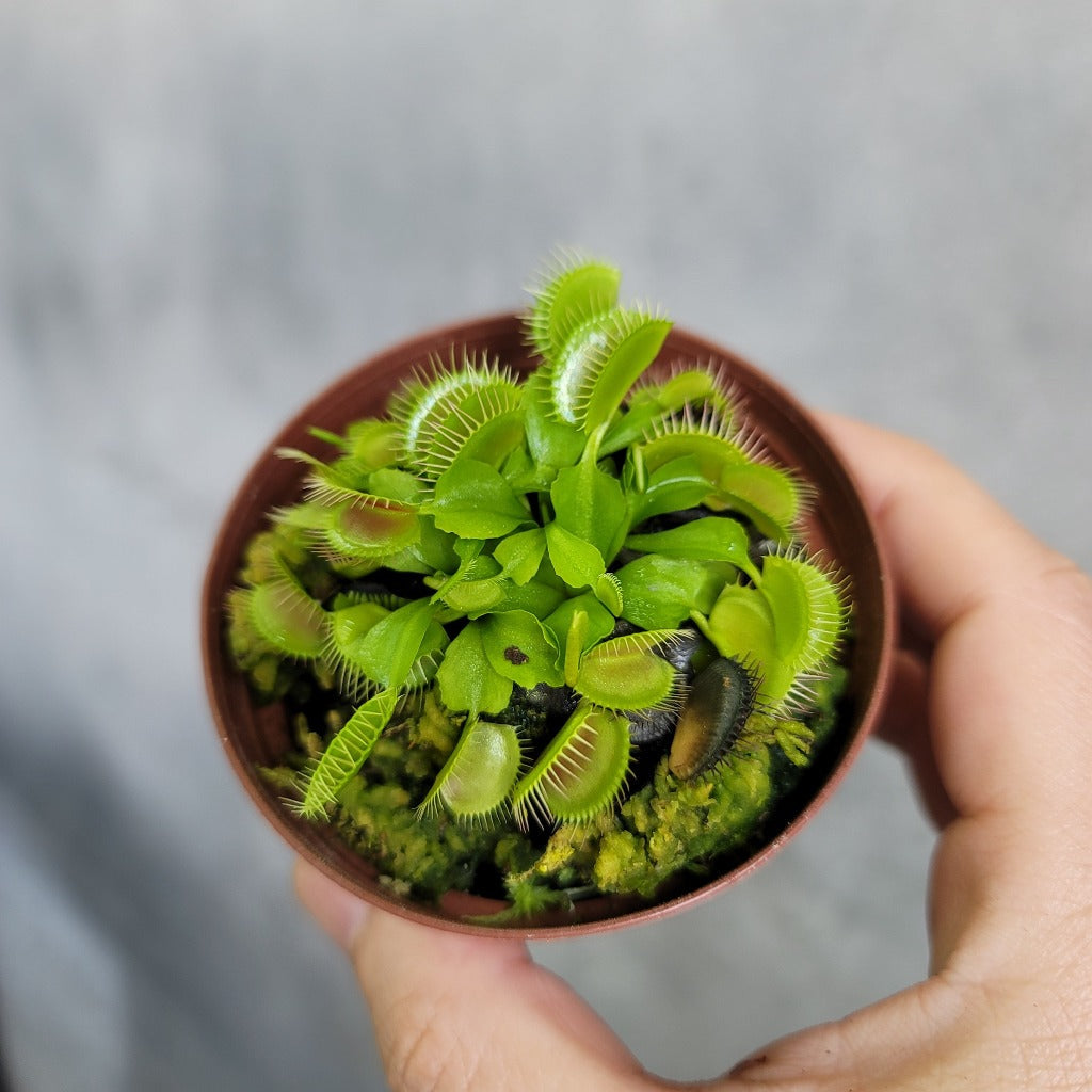 HOUSEPLANTS - VENUS FLYTRAP - ASST - 2"