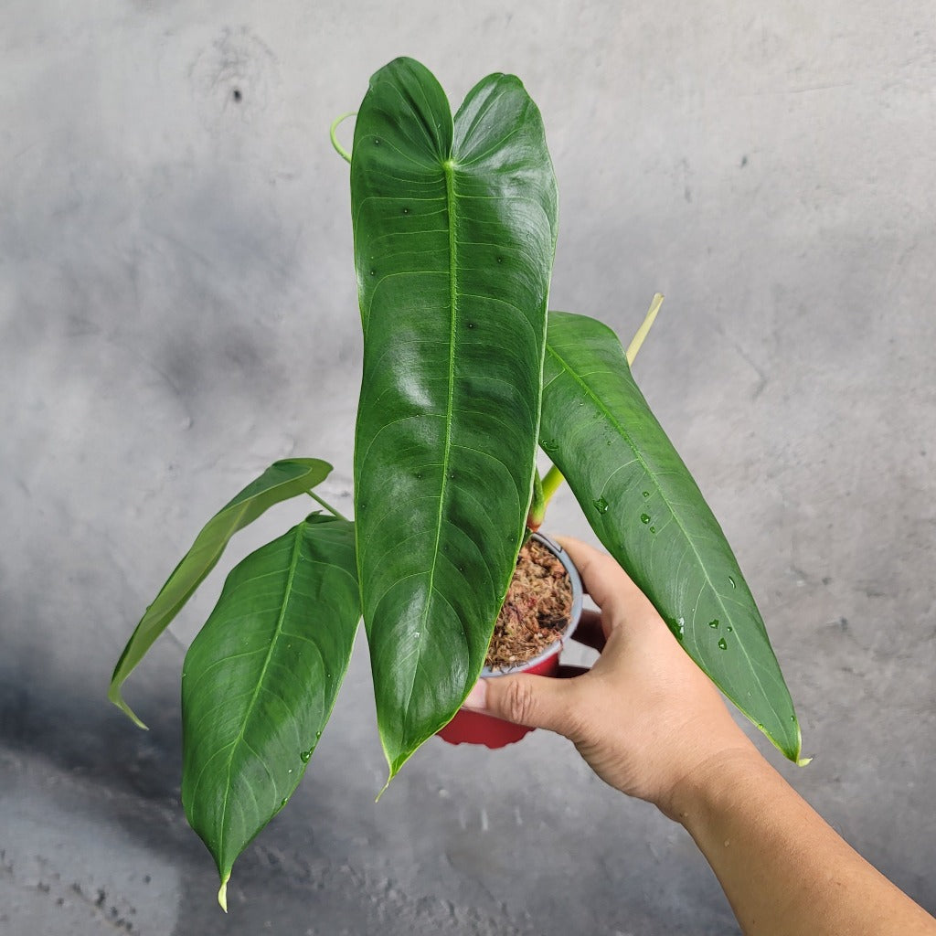 NODES - PHILODENDRON SHARONIAE NODE