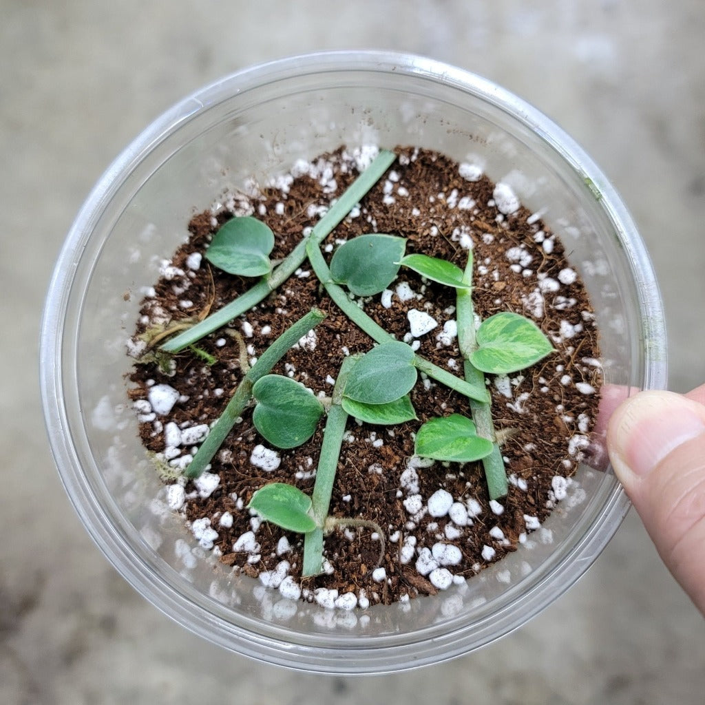 RHAPHIDOPHORA HAYI VARIEGATED NODES