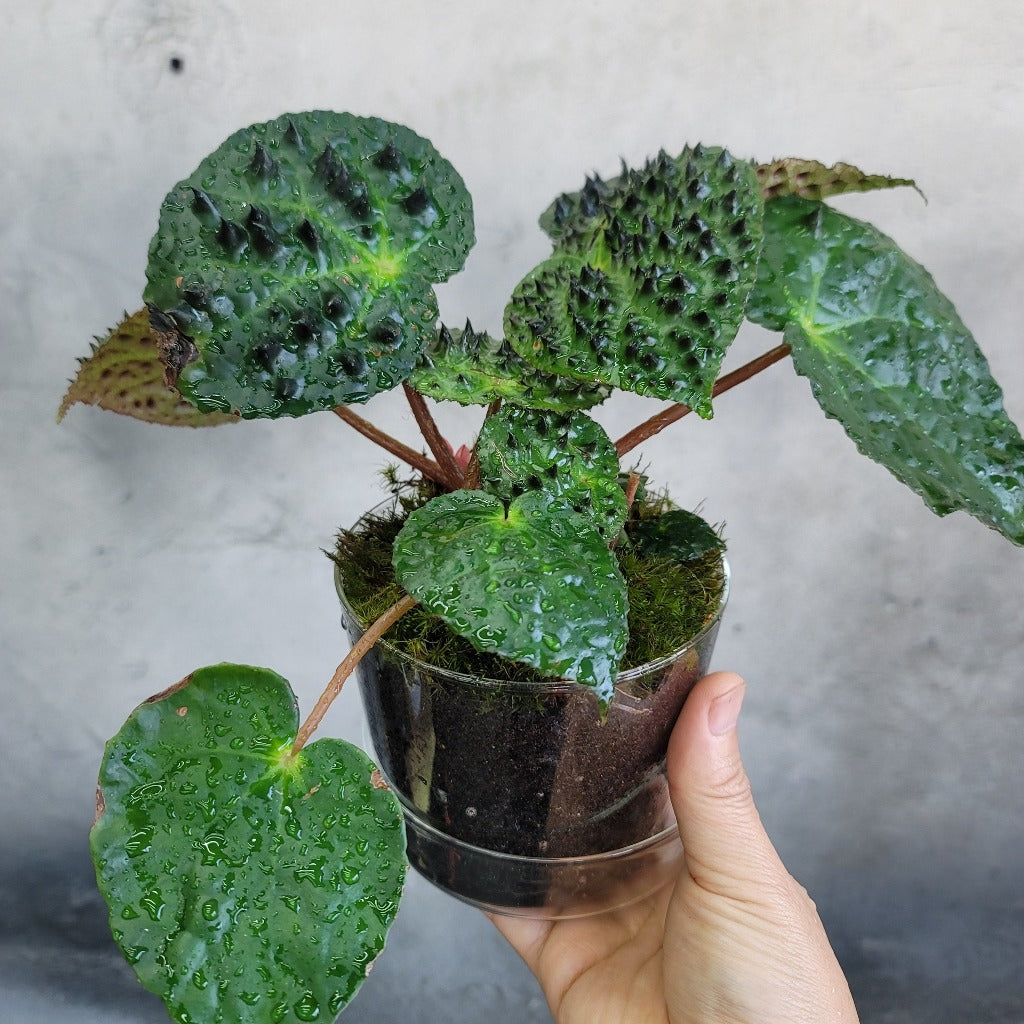 GLASS PLANTER W/ SAUCER - 4.75